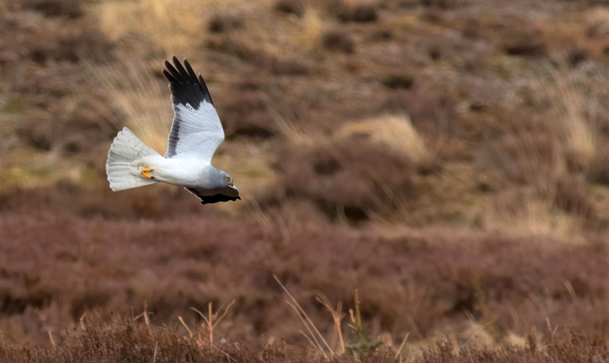 HEN HARRIER (C) JOHN WRIGHT